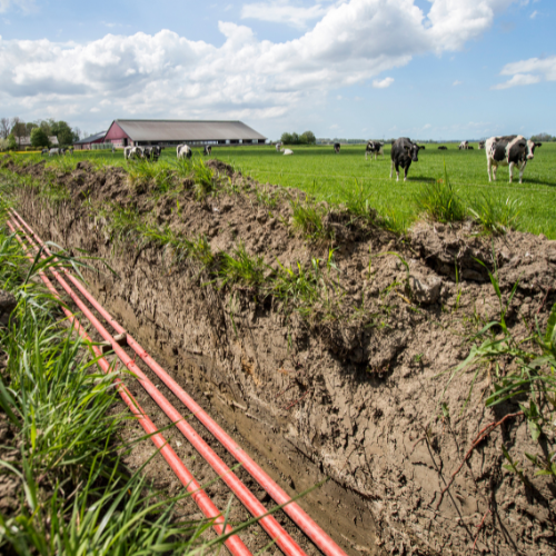 Cables, Cows and Enexis Tender